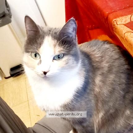 Foto 1/1 Jaya Chat perdido en Annecy