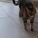 Foto del gato perdido en Viriat