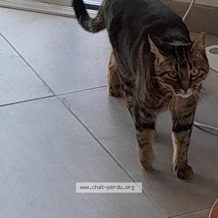 Foto 1/1 Savannah Chat perdido en Viriat