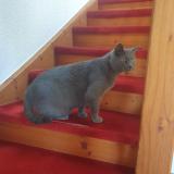 Foto del gato perdido en Gletterens