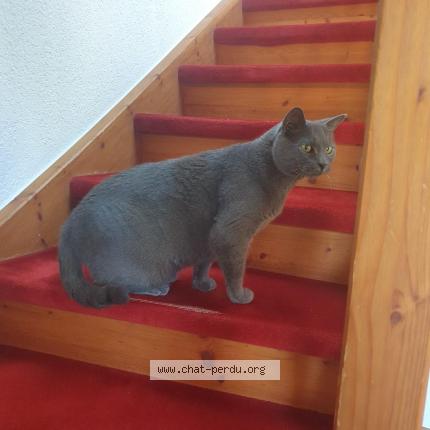 Foto 1/1 Günter Chat perdido en Gletterens