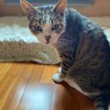 Foto del gato perdido en Marcilly Sur Eure