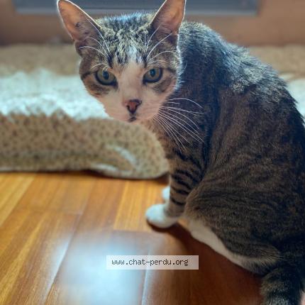 Foto 1/1 Tom Chat perdido en Marcilly sur eure