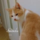 Foto del gato perdido en Vitry Le Francois