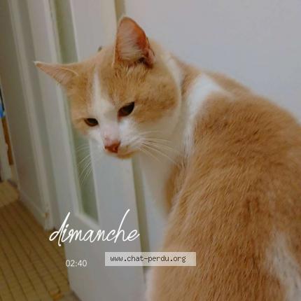 Foto 1/1 Happy Chat perdido en Vitry le francois