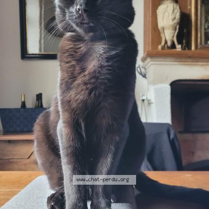 Foto 1/1 Edwige PARISEL Chat perdido en 77420 champs sur marne