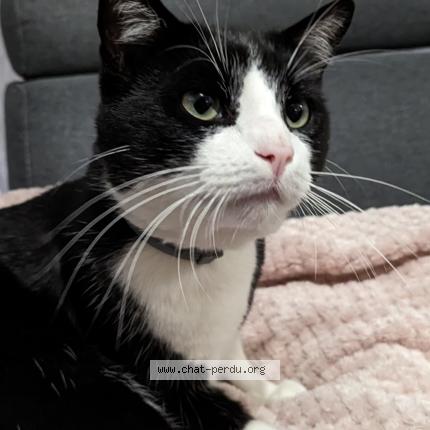 Foto 1/1 Fushi Chat perdido en St etienne du rouvray