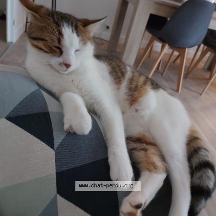 Foto 1/1 Simba Chat perdido en Charnay les macon