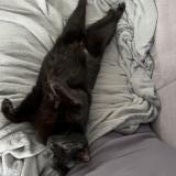 Foto del gato perdido en Bas En Basset