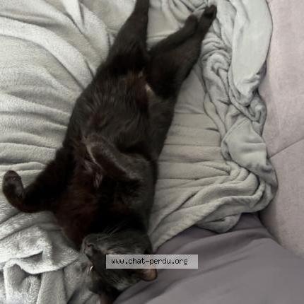 Foto 1/1 Noopy Chat perdido en Bas en basset