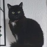 Foto del gato perdido en Wizerne