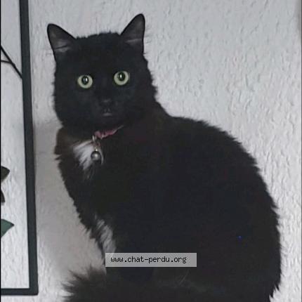 Foto 1/1 Bébé Chat perdido en Wizerne