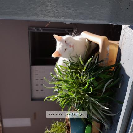 Foto 1/1 Jeannot Chat perdido en Noyon