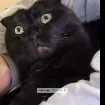 Foto 1/1 Mousse Chat perdido en Nice