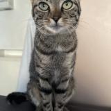 Foto del gato perdido en Mitry Mory