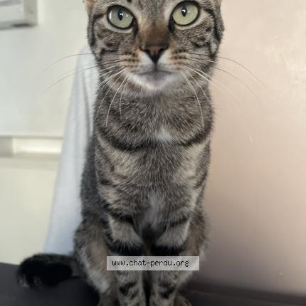 Foto 1/1 Gato encontrado Perdido en Mitry mory