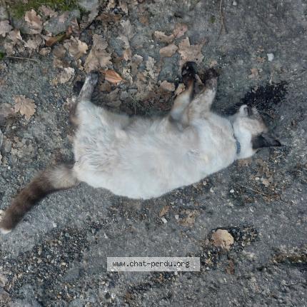 Foto 1/1 Gato encontrado Encontrado en Cruviers lascours