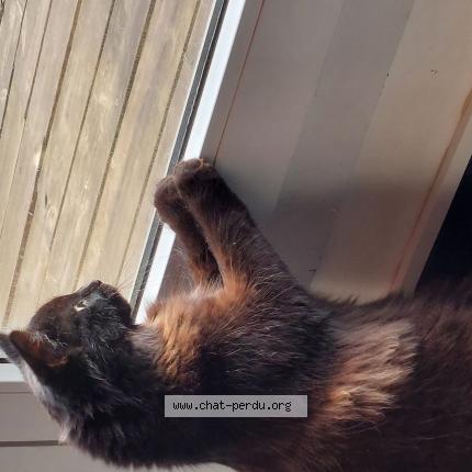 Foto 1/1 Zoe Chat perdido en Charleville mezieres