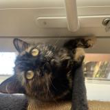 Foto del gato perdido en Marseillan