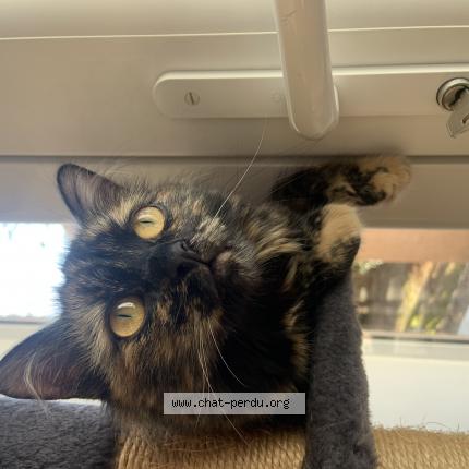 Foto 1/1 Micherie Chat perdido en Marseillan