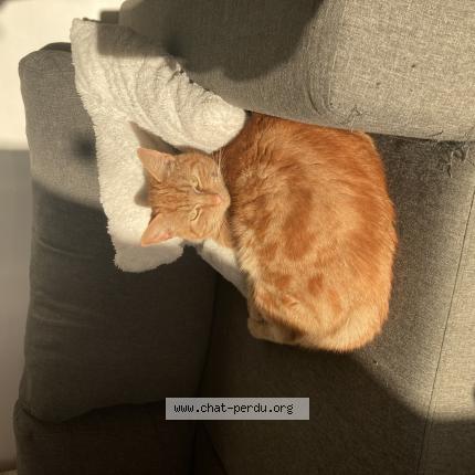 Foto 1/1 Chaton Chat perdido en Calais