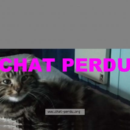 Foto 1/1 AMOUR Chat perdido en Mont de marsan