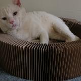 Foto del gato perdido en La Bonneville Sur Iton