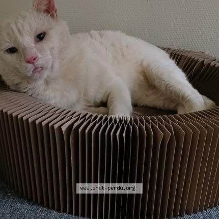 Foto 1/1 Sanka Chat perdido en La bonneville sur iton