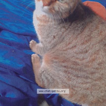 Foto 1/1 Maya Chat perdido en Diges