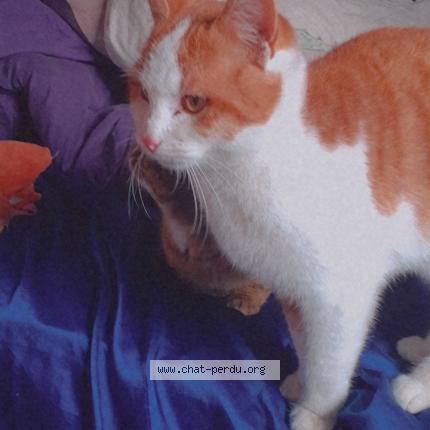 Foto 1/1 Caramel Chat perdido en Diges