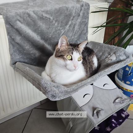 Foto 1/1 tom Chat perdido en Zellik