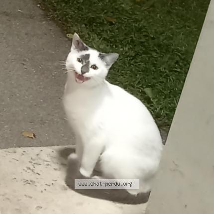 Foto 1/1 Nana Chat perdido en Lyon