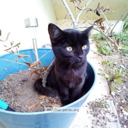 Foto 1/1 Neuneuille Chat perdido en Radenac