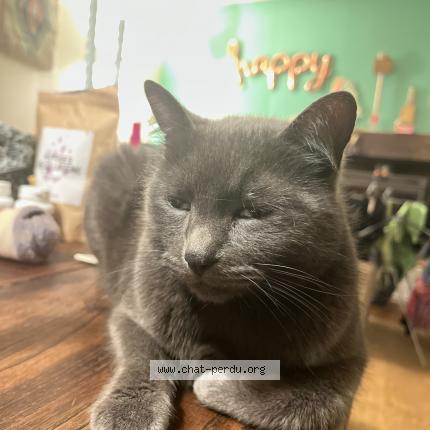 Foto 1/1 Capelinouch Chat perdido en Plouer sur rance