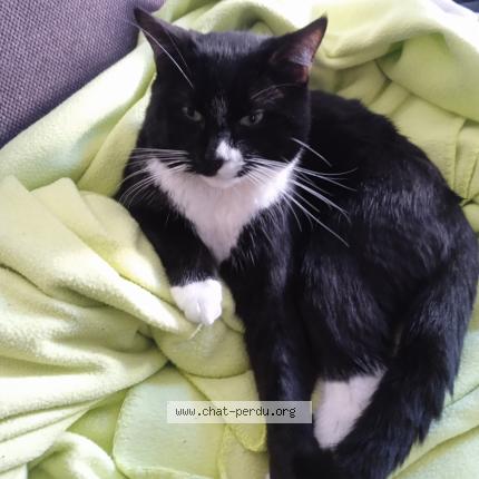 Foto 1/1 Sushi Chat perdido en Saint maximin