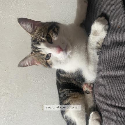 Foto 1/1 Tsuki Chat perdido en Aulnay sous bois