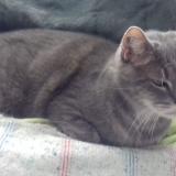 Foto del gato perdido en Saint Cyr Sur Loire