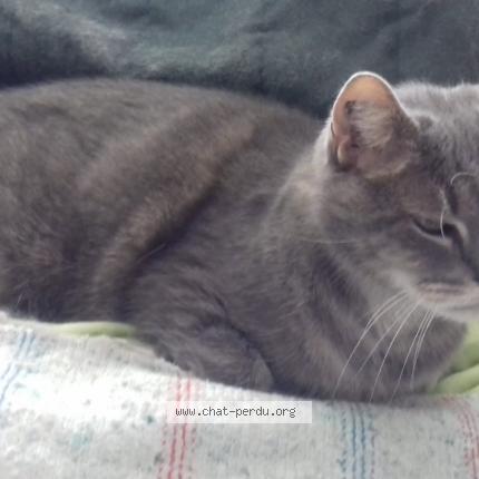 Foto 1/1 EDEN Chat perdido en Saint cyr sur loire