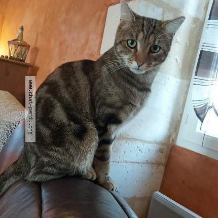 Foto 1/1 Ramsès Chat perdido en Pleine selve