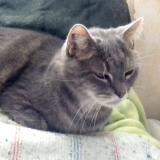 Foto del gato perdido en Saint Cyr Sur Loire