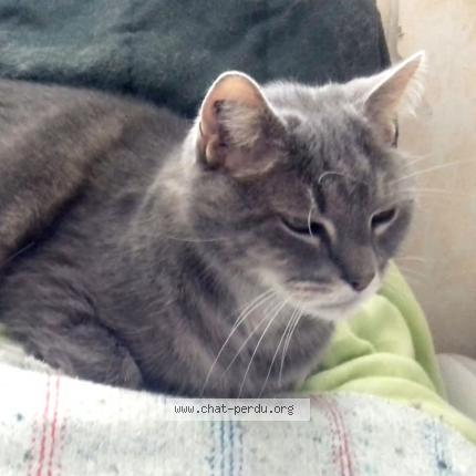 Foto 1/1 EDEN Chat perdido en Saint cyr sur loire