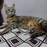 Foto del gato perdido en Bir Mourad Rais