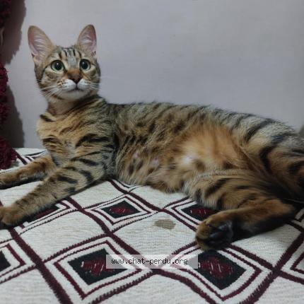 Foto 1/1 Mimi Chat perdido en Bir mourad rais