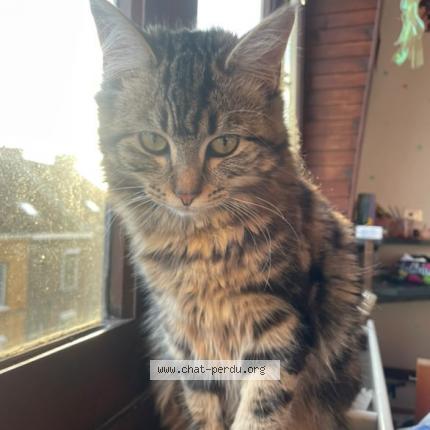 Foto 1/1 Gaia Chat perdido en Croix