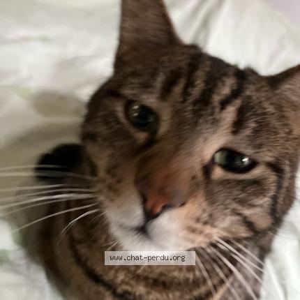 Foto 1/1 Simba Chat perdido en Oberhaslach