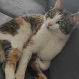 Foto del gato perdido en Wisches