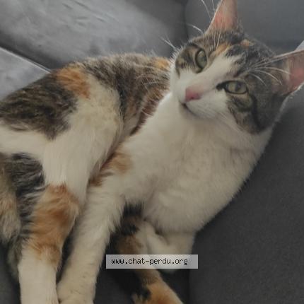 Foto 1/1 Roxanne Chat perdido en Wisches