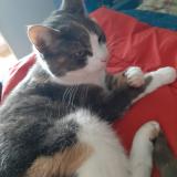 Foto del gato perdido en Servaville Salmonville