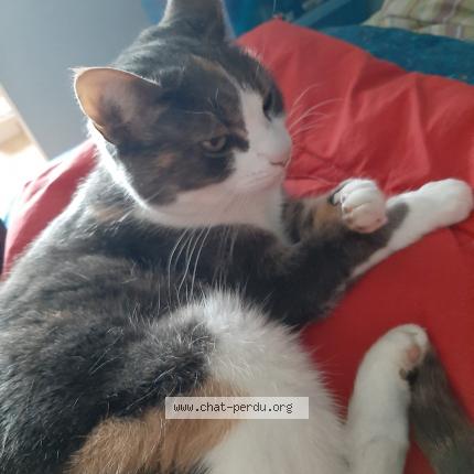 Foto 1/1 Gommette Chat perdido en Servaville salmonville