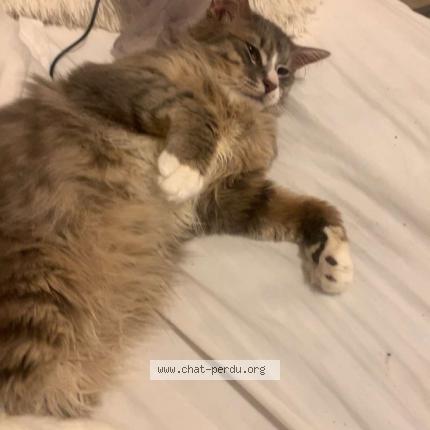 Foto 1/1 Mimi Chat perdido en Saint herblain